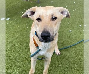 Black Mouth Cur-German Shepherd Dog Mix Dogs for adoption in Waco, TX, USA