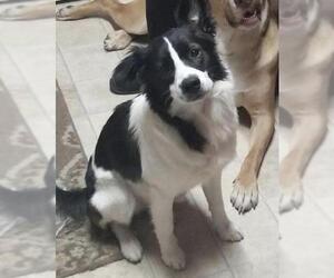 Borador Dogs for adoption in Salisbury, NC, USA