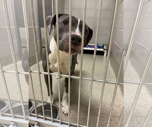 American Pit Bull Terrier Dogs for adoption in Virginia Beach, VA, USA