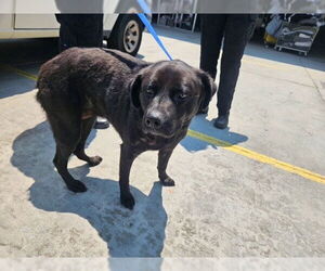 Labrador Retriever-Unknown Mix Dogs for adoption in Rancho Cucamonga, CA, USA