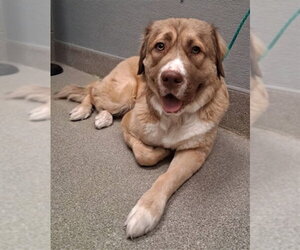 Golden Retriever-Unknown Mix Dogs for adoption in Las Vegas, NV, USA