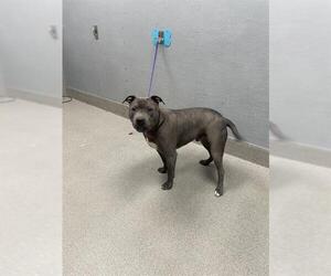 American Pit Bull Terrier-Unknown Mix Dogs for adoption in Las Vegas, NV, USA