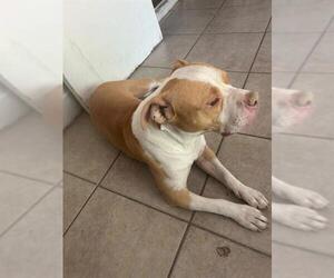 American Staffordshire Terrier Dogs for adoption in San Antonio, TX, USA