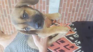 Boglen Terrier Dogs for adoption in Maryville, TN, USA