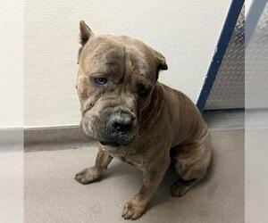 Mutt Dogs for adoption in HESPERIA, CA, USA