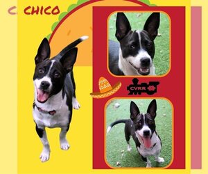 Chihuahua-Unknown Mix Dogs for adoption in Lindsay, CA, USA