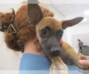 Chihuahua Dogs for adoption in Ocala, FL, USA