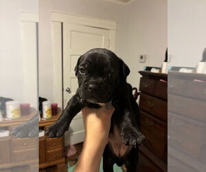 Medium Photo #1 American Pit Bull Terrier-Bulldog Mix Puppy For Sale in New Orleans, LA, USA