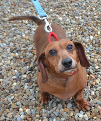 Dachshund Dogs for adoption in Akron, OH, USA