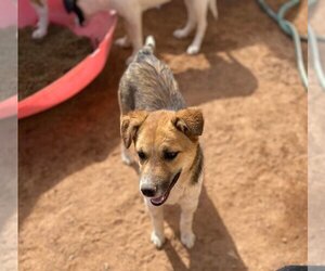 Australian Shepherd Dogs for adoption in Phoenix, AZ, USA