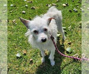 Border Terrier-Parson Russell Terrier Mix Dogs for adoption in Camarillo, CA, USA