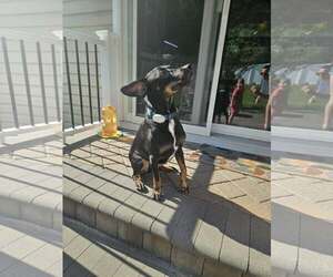 Mutt Dogs for adoption in Woodbury, NY, USA