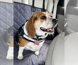 Beagle Dogs for adoption in Tucson, AZ, USA