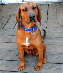 Redbone Coonhound Dogs for adoption in Camden, SC, USA