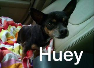 Chihuahua-Unknown Mix Dogs for adoption in Moundridge, KS, USA
