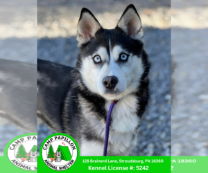 Pomeranian Dogs for adoption in Stroudsburg, PA, USA