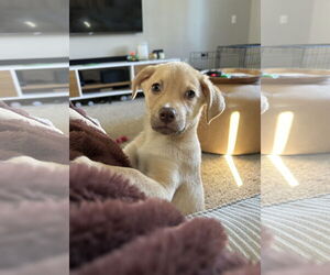 Labrador Retriever-Unknown Mix Dogs for adoption in Doylestown, PA, USA