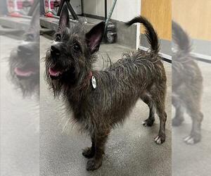 Mutt Dogs for adoption in Forestville, MD, USA