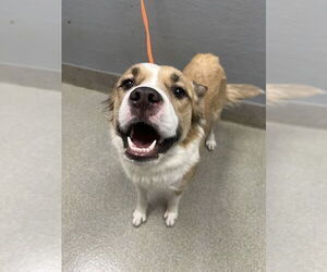 American Pit Bull Terrier-Unknown Mix Dogs for adoption in Las Vegas, NV, USA