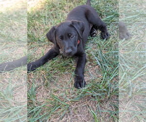 Labrador Retriever-Unknown Mix Dogs for adoption in Holly Springs, NC, USA