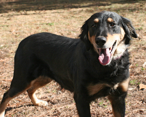 Sheprador Dogs for adoption in Eureka Springs, AR, USA