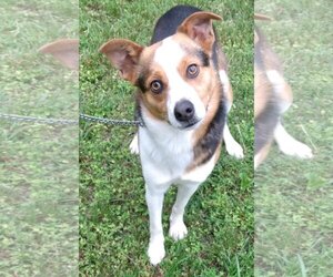Australian Shepherd-Chihuahua Mix Dogs for adoption in Cabool, MO, USA
