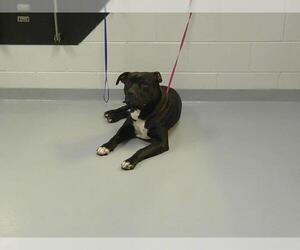 American Pit Bull Terrier-Unknown Mix Dogs for adoption in St. Cloud, FL, USA