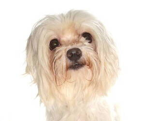 Maltese Dogs for adoption in Oakland Park, FL, USA