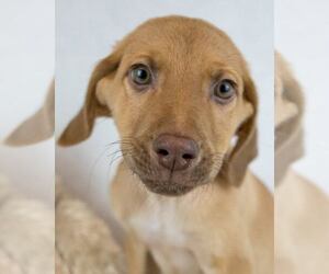 Retriever -Unknown Mix Dogs for adoption in Kennesaw, GA, USA