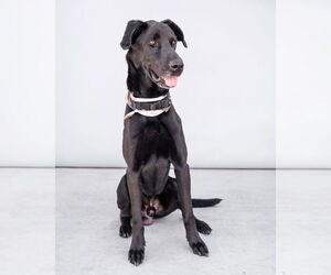 Great Dane Dogs for adoption in Pasadena, CA, USA