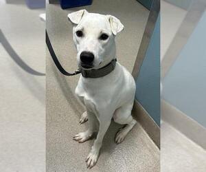 Siberian Husky-Unknown Mix Dogs for adoption in Newton, NC, USA