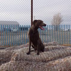 Labrador Retriever Dogs for adoption in Cut Bank, MT, USA