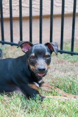 Medium Photo #1 Miniature Pinscher-Whippet Mix Puppy For Sale in Tempe, AZ, USA