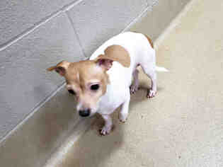Parson Russell Terrier Dogs for adoption in Raleigh, NC, USA