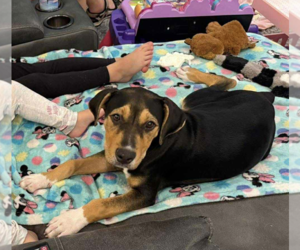 Labbe Dogs for adoption in Tampa, FL, USA