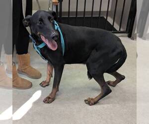 Doberman Pinscher Dogs for adoption in Los Angeles, CA, USA