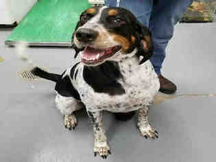 Bluetick Coonhound Dogs for adoption in Peoria, IL, USA