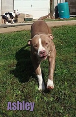 American Pit Bull Terrier Dogs for adoption in Harrisville, WV, USA
