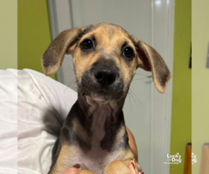 Mutt Dogs for adoption in Washington, DC, USA