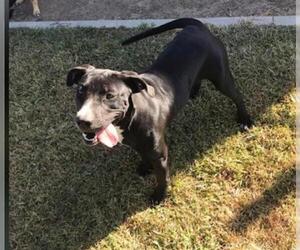 Mutt Dogs for adoption in Oakdale, CA, USA