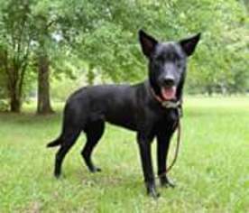 German Shepherd Dog-Unknown Mix Dogs for adoption in DeRidder, LA, USA