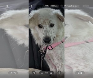 Australian Shepherd-Great Pyrenees Mix Dogs for adoption in Croydon, NH, USA