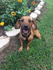 Basset Hound-Unknown Mix Dogs for adoption in Lindale , TX, USA