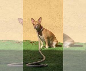Chiweenie Dogs for adoption in Pompano Beach , FL, USA