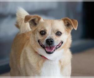 Chi-Corgi Dogs for adoption in Garner, NC, USA