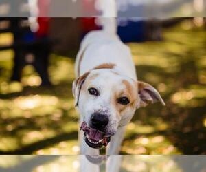 Anatolian Shepherd-Unknown Mix Dogs for adoption in Orlando, FL, USA