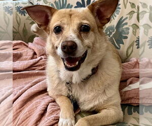 Labrador Retriever-Pembroke Welsh Corgi Mix Dogs for adoption in Spring Lake, NC, USA