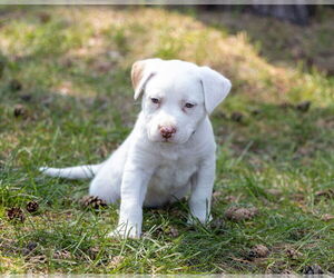 Staffordshire Bull Terrier-Unknown Mix Dogs for adoption in Brooklyn Center, MN, USA