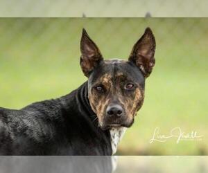 American Pit Bull Terrier-Gordon Setter Mix Dogs for adoption in Chouteau, OK, USA