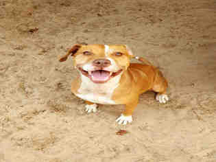 American Staffordshire Terrier Dogs for adoption in Green Cove Springs, FL, USA